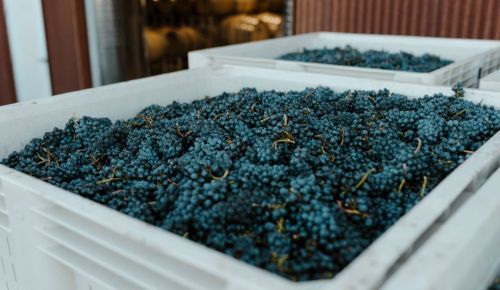 Harvested grapes ready to be processed in the winery.##Photo BY danielle-comer ON UNSPLASH