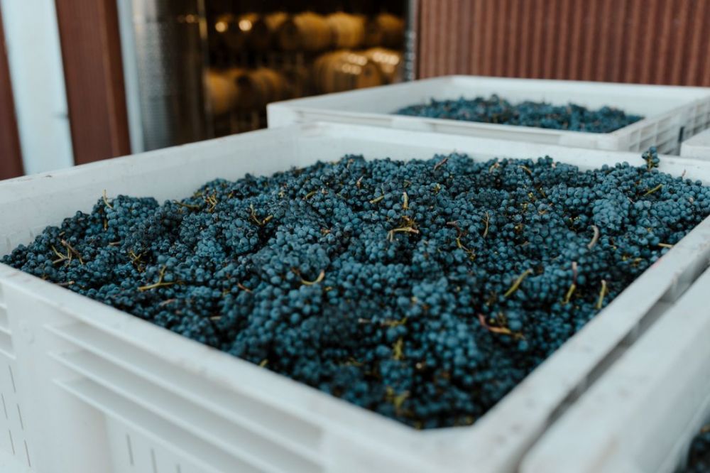 Harvested grapes ready to be processed in the winery.##Photo BY danielle-comer ON UNSPLASH Harvested grapes ready to be processed in the winery.##Photo BY danielle-comer ON UNSPLASH