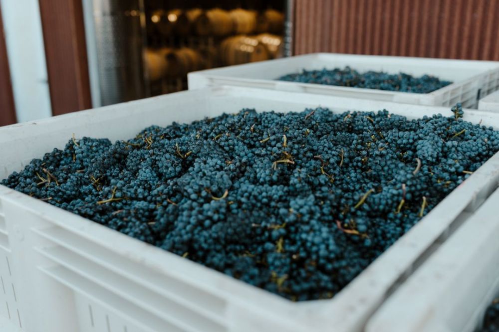 Harvested grapes ready to be processed in the winery.##Photo BY danielle-comer ON UNSPLASH