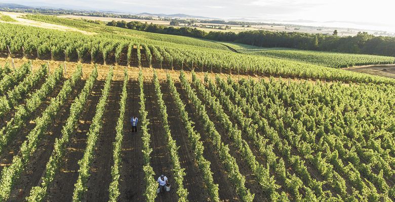 Harvest time at Open Claim Vineyard in the Eola-Amity Hills AVA. ##Photo by Andrea Johnson