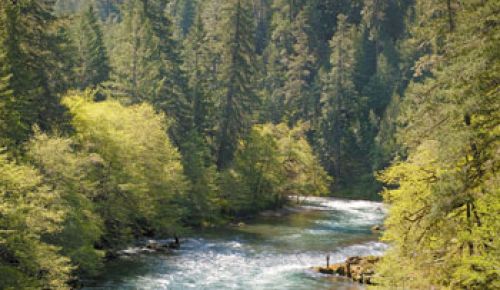 The stunning beauty of the North Umpqua  River attracts visitors from all over the world.