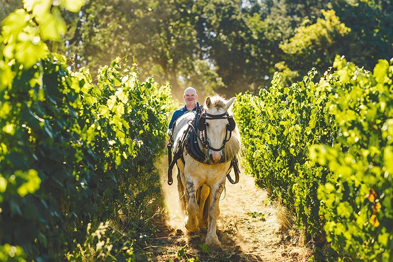 Erin Nuccio using a work horse to plow between the rows in the Le Puits Sec Vineyard. ## Photo provided by Evesham Wood