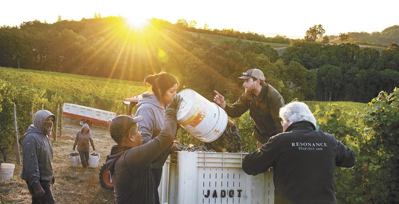 Harvest underway at Resonance Vineyard. ##PHOTO BY ANDTEA JOHNSON