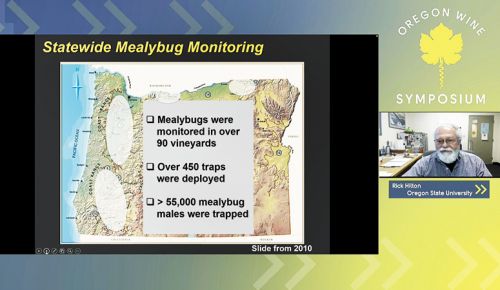 During his virtual symposium seminar, Rick Hilton of Oregon
State University discusses the Mealy bug, a major pest in vineyards.
