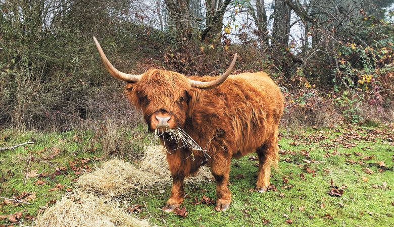 One of the Highland cattle herd at Tabula Rasa Farms. ##Photo provided