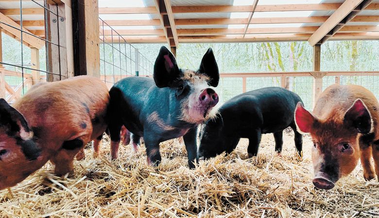 Heritage breed pigs at Tabula Rasa Farms outside Carlton. ##Photo by Maggie Kirkland