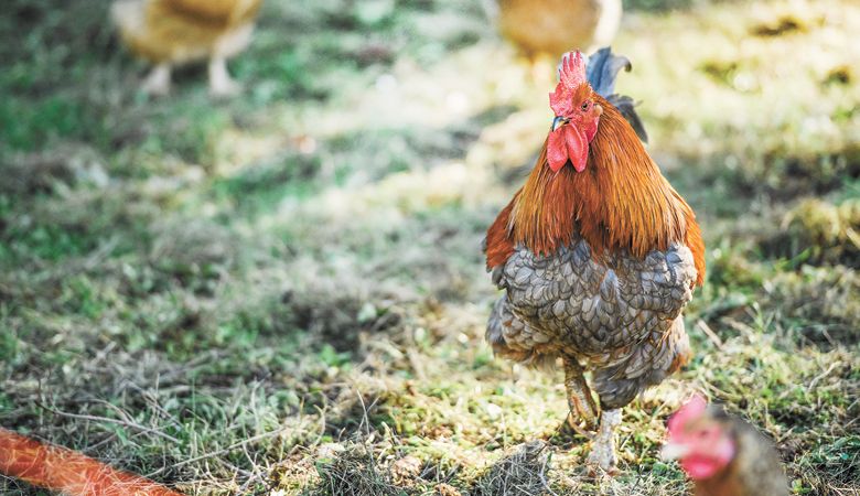 Free-range chicken at Tabula Rasa Farms. ##Photo by Maggie Kirkland