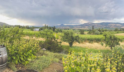Southern Oregon’s first Demeter-Certified biodynamic vineyard, Upper Five Vineyard, located in Talent. ## Photo provided by Upper Five Vineyard