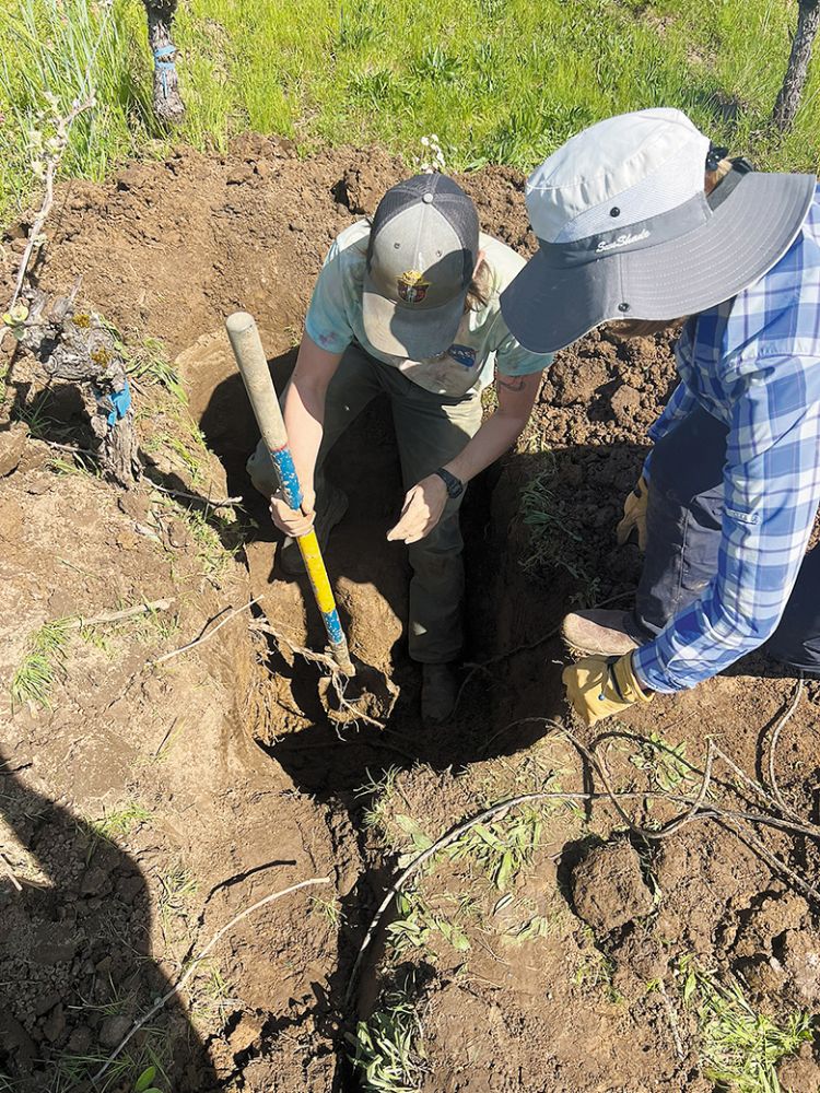 Patty Skinkis, Ph.D. and a student evaluate soils in a vineyard while installing soil moisture sensors in spring. ## Photo courtesy of Grace Lilly, OSU