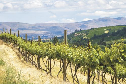 The Pines Vineyard contains Zinfandel vines that were planted sometime between 1890 and 1900. Photo by Andrea Johnson.