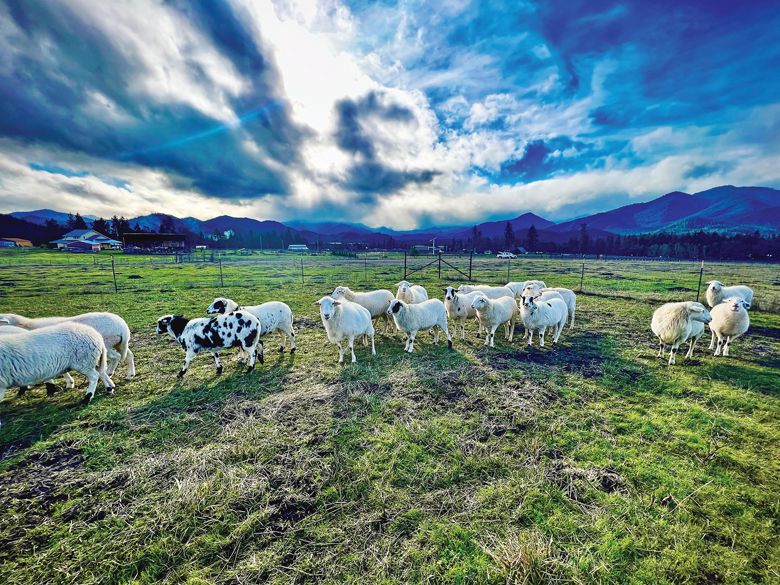 Some of the flock of sheep that reside at the Applegate Valley’s Troon Vineyard.##Photo by Nate Winters