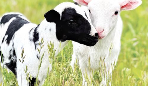 Two lambs that reside at biodynamically-farmed Troon Vineyard.##Photo by Nate Winters