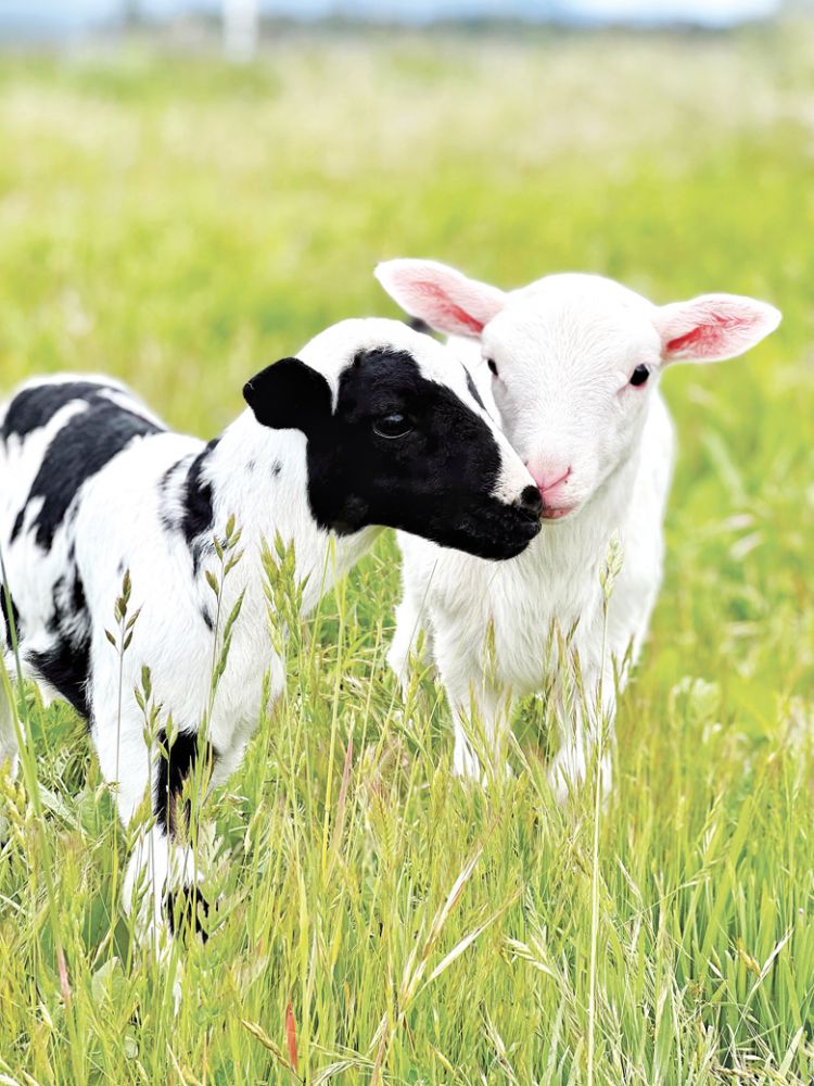 Two lambs that reside at biodynamically-farmed Troon Vineyard.##Photo by Nate Winters