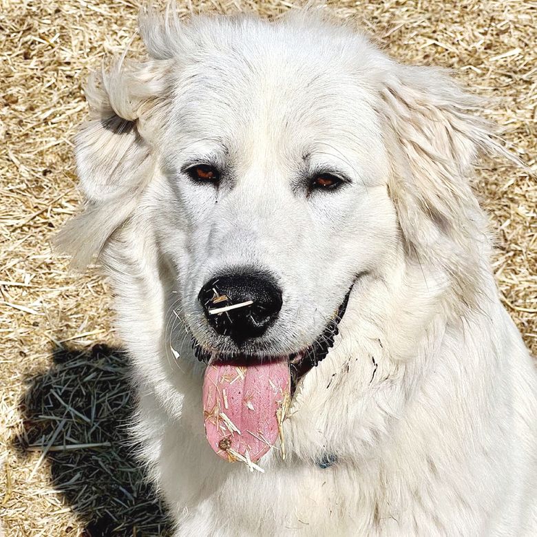 Beaux, one of the Grand Pyrénées guard dogs at Troon Vineyard. ##Photo by Nate Winters