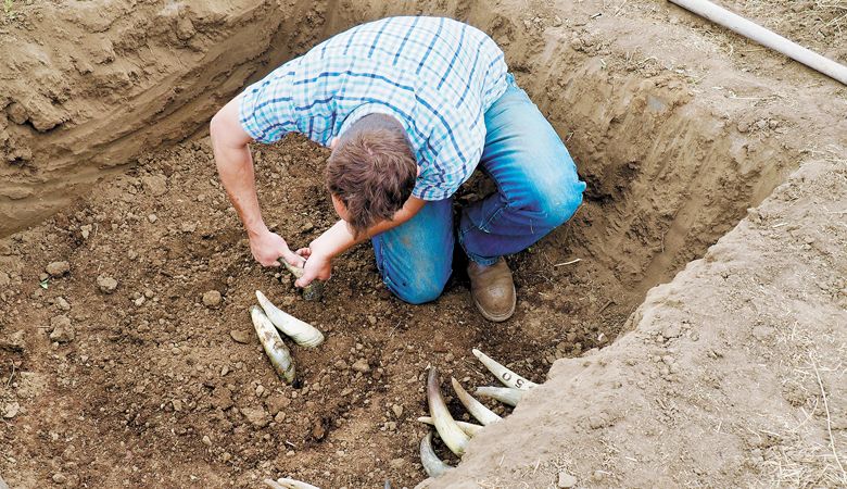 Troon Vineyard Biodynamic consultant Andrew Beedy places the vineyard’s first filled
cow horns into the prepared hole for BD prepartion 500. ##Photo provided