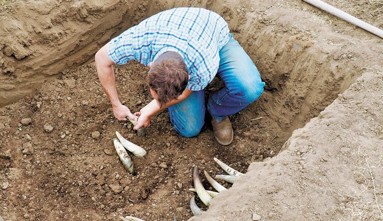 Troon Vineyard Biodynamic consultant Andrew Beedy places the vineyard’s first filled
cow horns into the prepared hole for BD prepartion 500. ##Photo provided