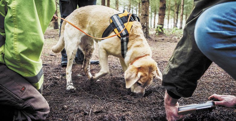 A yellow Lab sniffs the ground for truffles during a festival dog-training session. Dogs also took center stage during The Joriad North American Truffle Dog Championship in Eugene. ##Photo by Kathryn Elsesser