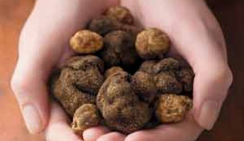 Black and white truffles.Photo by Kelly Cline Black and white truffles.Photo by Kelly Cline