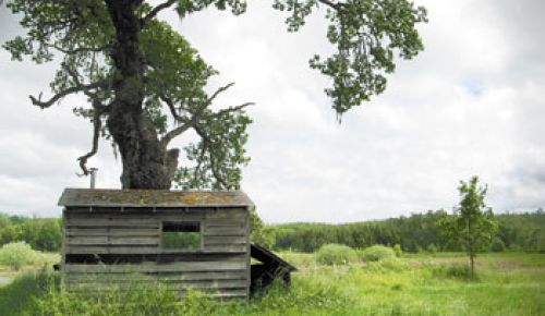 The remains of the oldest homestead in Benton County, just off the trail.