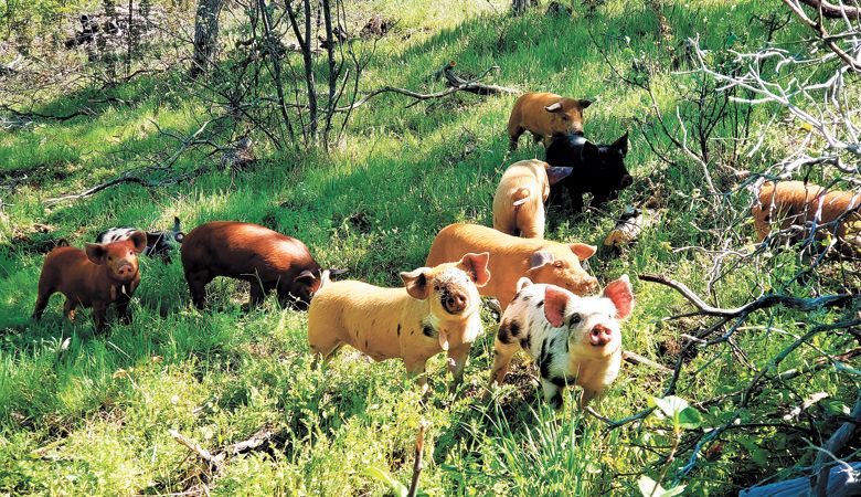 Heritage pigs forage in oak meadows at Uproot Meats in Ashland. ##Photo courtesy of Uproots Meats