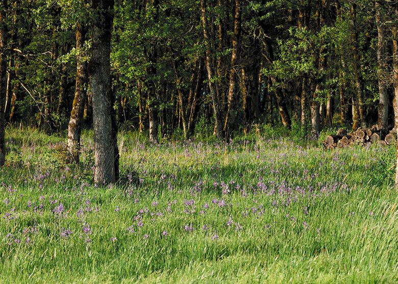 The restored prairie area at Van Duzer Vineyards. ## Photo provided by Van Duzer Vineyards The restored prairie area at Van Duzer Vineyards. ## Photo provided by Van Duzer Vineyards