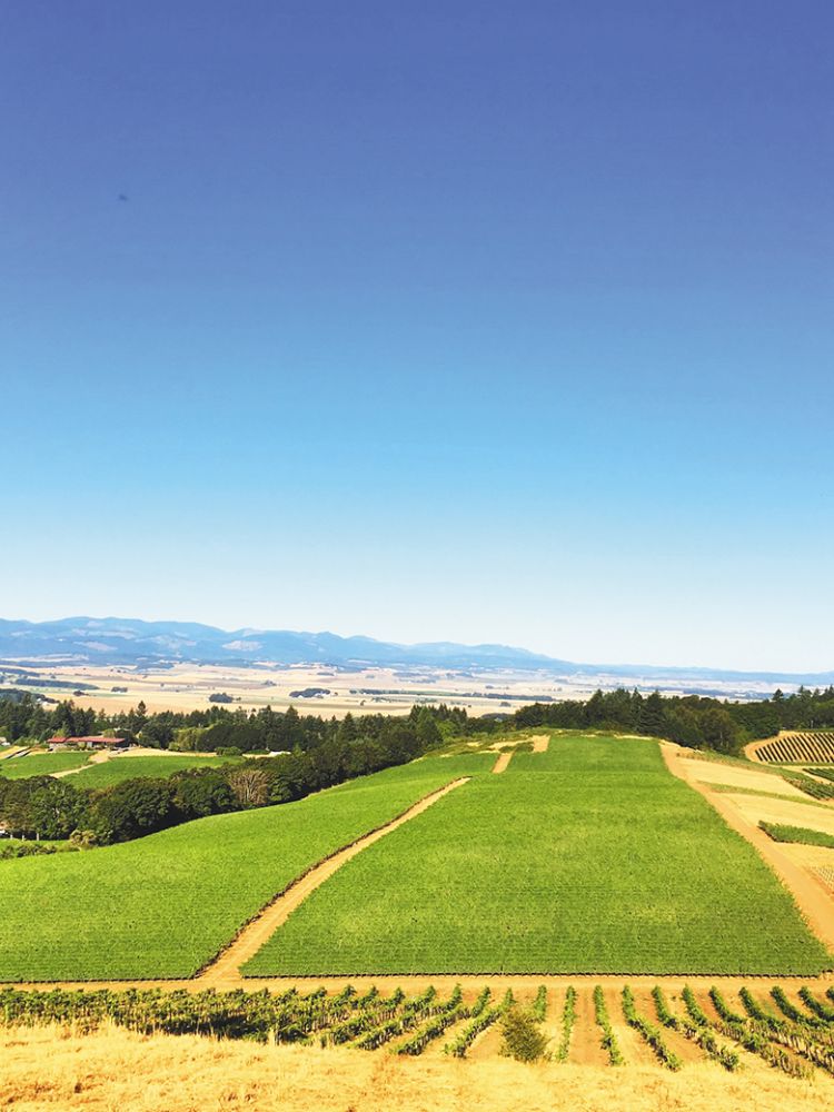 The 200-acre Temperance Hill Vineyard, located in the west Eola Hills, spans from 660 to 860 feet in elevation. ## Photo provided by Lumos Wine Company