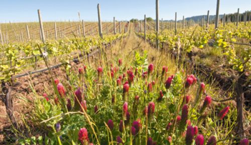 Crimson clover covers a row middle at de Lancellotti Family Vineyards in Newberg.  Photo by Andrea Johnson.