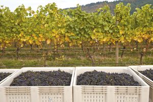 Pinot Noir is harvested at Anam Cara Vineyards in the Chehalem Mountains AVA. Photo by Andrea Johnson.