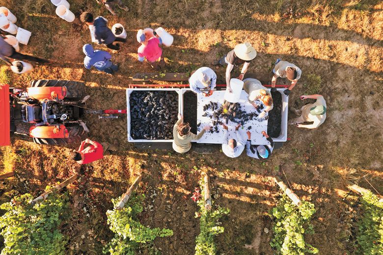 Pinot Noir grapes, plucked from the grapevines moments before, are sorted in the vineyard by Bergström Wines  staff.