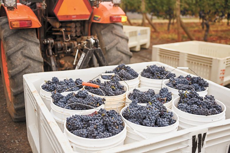 A tractor transports buckets of grapes picked at White Rose Estate Vineyard to the winery for processing.