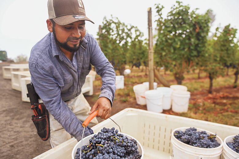 Results Partners  employee loading buckets of fruit for White Rose Estate.