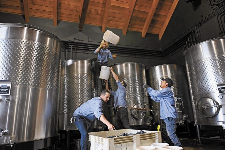 White Rose winery staff form an efficient  bucket brigade to fill their tanks with grapes.
