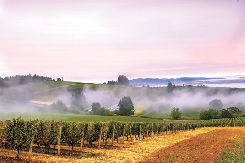 Mist over White Rose Estate Vineyard.