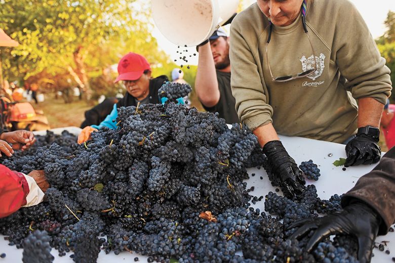 A close up of the grape pickers and sorters working 2023 harvest for Bergström Wines. A close up of the grape pickers and sorters working 2023 harvest for Bergström Wines.