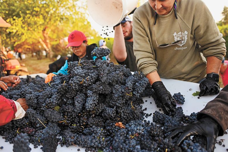 A close up of the grape pickers and sorters working 2023 harvest for Bergström Wines.