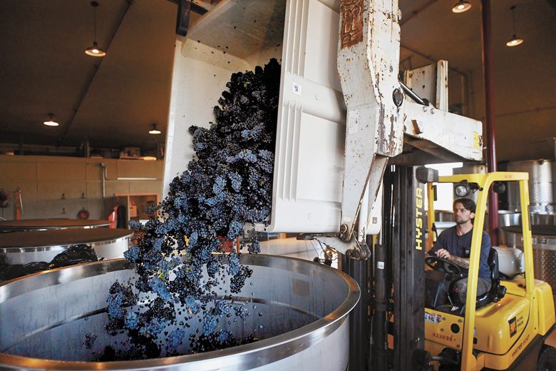 Kyle Manning, Cellar master at Bergström Wines, loads grapes into a tank.