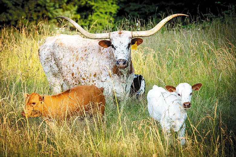 Willakenzie Estate guests might see resident longhorn cattle during their tastings. ##Photo by Andrea Johnson