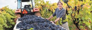 Jim Bernau helps with harvest at WVV’s estate vineyard. ##Photo by Andrea Johnson