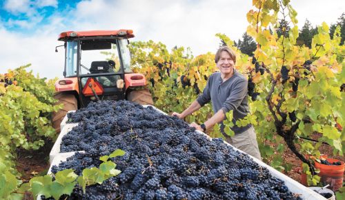 Jim Bernau helps with harvest at WVV’s estate vineyard. ##Photo by Andrea Johnson