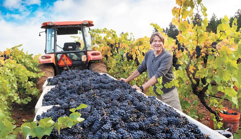 Jim Bernau helps with harvest at WVV’s estate vineyard. ##Photo by Andrea Johnson