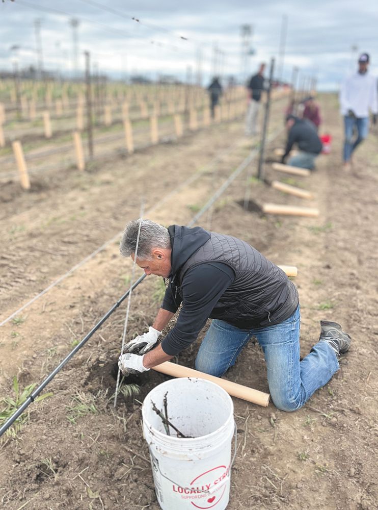 Students planting grapevines in a vineyard. ## Photo provided by Walla Walla Community College