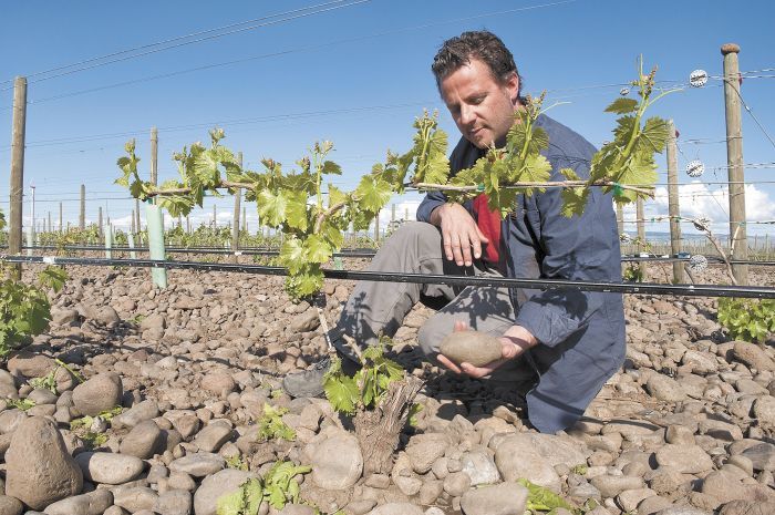 Winemaker Christophe Baron of Cayuse holds a rock in his stony vineyard. Winemaker Christophe Baron of Cayuse holds a rock in his stony vineyard.