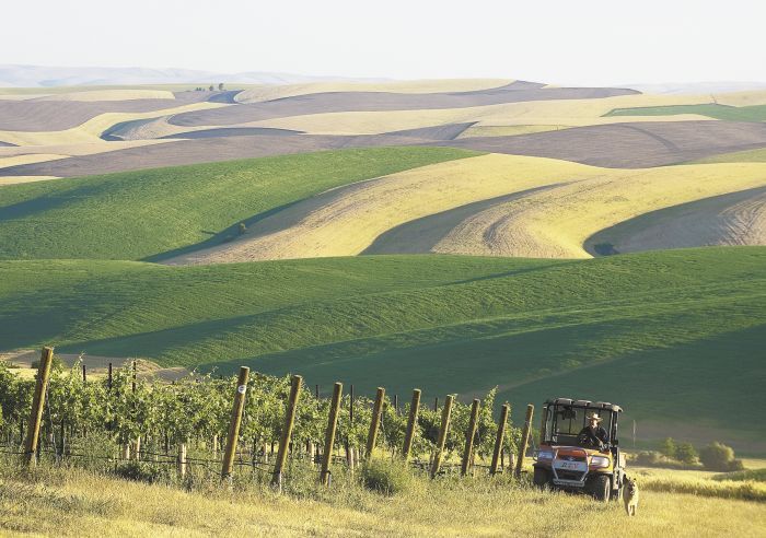 Spring Valley Vineyard owner Dean Derby rides his all terrain vehicle in the vineyard, 12 miles northeast of Walla Walla,
Wash. Picturesque wheat fields and the Blue Mountains provide a stunning backdrop. Spring Valley Vineyard owner Dean Derby rides his all terrain vehicle in the vineyard, 12 miles northeast of Walla Walla,
Wash. Picturesque wheat fields and the Blue Mountains provide a stunning backdrop.