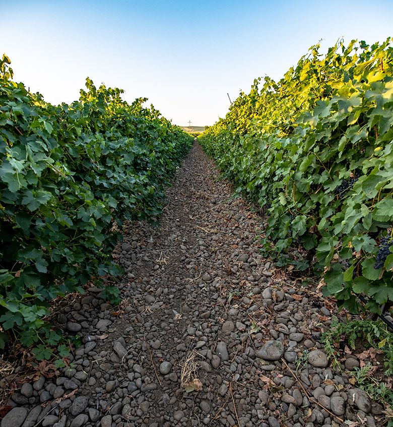 The stony Watermill Vineyard in The Rocks District of Milton-Freewater AVA. ## Photo provided by Watermill Winery