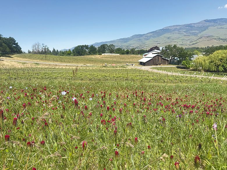 Weisinger Family Winery&rsquo;s field of red clover supplies food to countless pollinators. ## Photo provided by Weisinger Family Winery