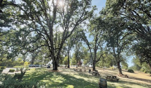 Left Coast Estate maintains a trail that leads hikers through the property’s massive native white oak savanna. ##Photo by Greg Norton