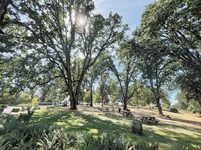 Left Coast Estate maintains a trail that leads hikers through the property’s massive native white oak savanna. ##Photo by Greg Norton