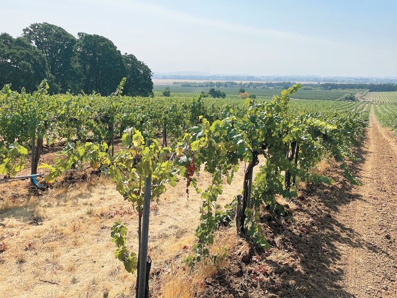 The two hiking loops on Yamhill Valley Vineyards encircle much of the estate’s grapevines.##Photo by Greg Norton