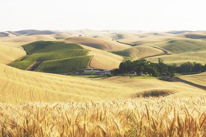Spring Valley Vineyard in the Walla Walla Valley. Photo by Andrea Johnson. Spring Valley Vineyard in the Walla Walla Valley. Photo by Andrea Johnson.
