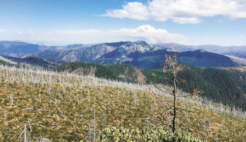 Aug. 11, looking east from Snow Camp lookout within the 2002 Biscuit Fire, which burned 500,000 acres. The huge plume center stage marks the Klondike Fire; to its left low and along the ridge is the Taylor Fire — stopped along the Rogue River west of Grants Pass. The Klondike Fire was not suppressed until out of sight on the left side, charring more than 175,000 acres. The Chetco Bar Fire, to the right and out of view, annihilating 191,000 acres in 2018. ##Photo provided